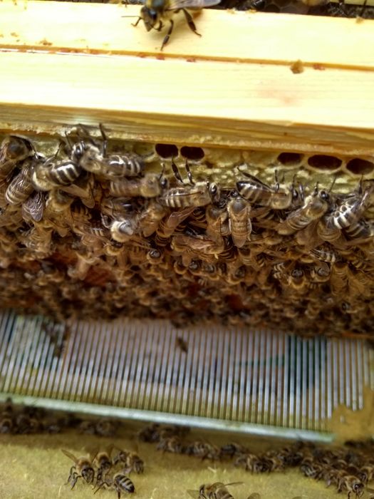 Sprzedam rodziny pszczele.