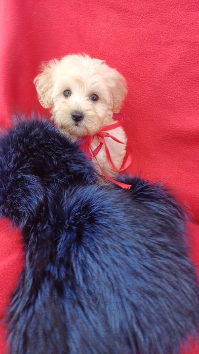 Красуня дівчинка -мальтіпу Ф1.