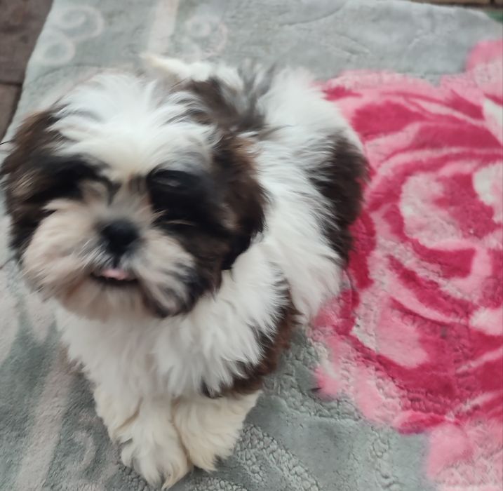 Shihtzu suczka tricolor
