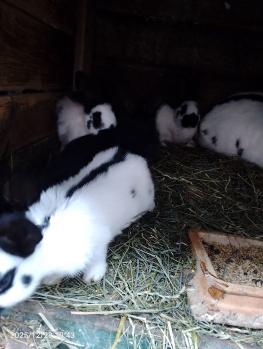 Sprzedam młode króliczki.