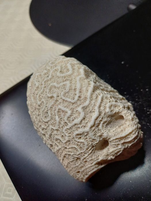 Pedra de Coral Natural Branca