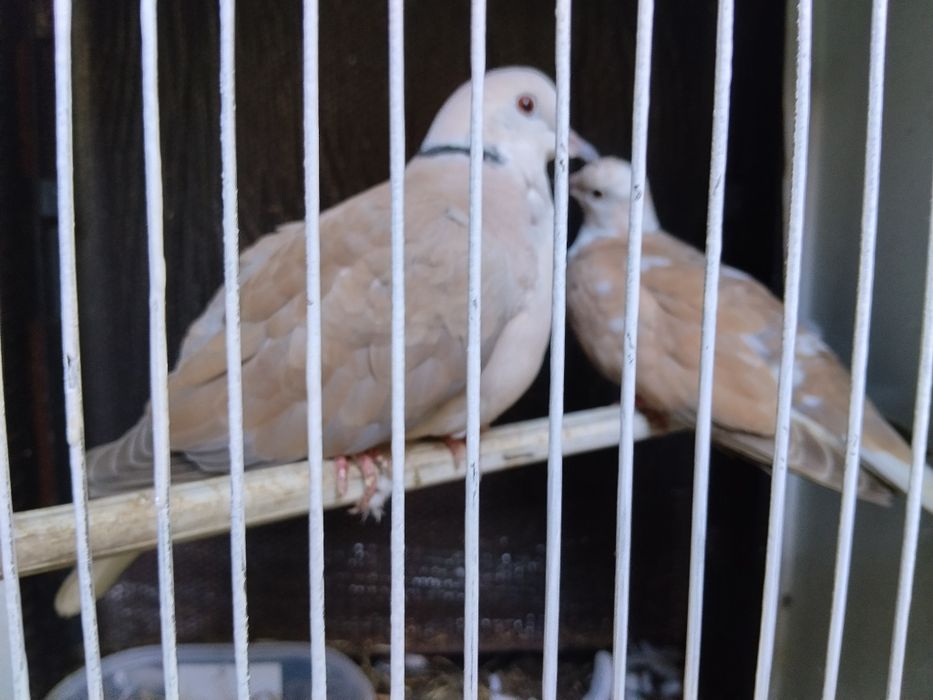 Troco por peixes