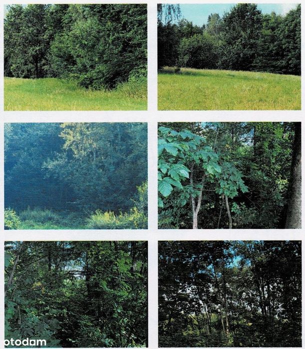 Działka 1,54 ha (30 arów: rekreacja/budowlana + 1,2 ha las) – Kamionna - Więcej