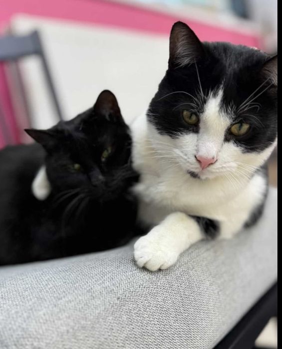 Koty do adopcji  pilne