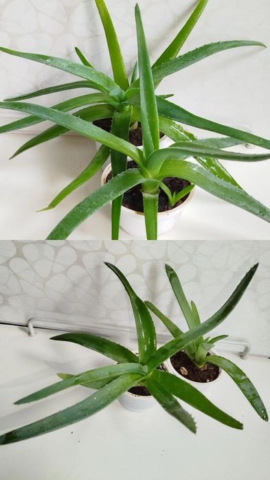 Алоэ Вера лечебное. Настоящее