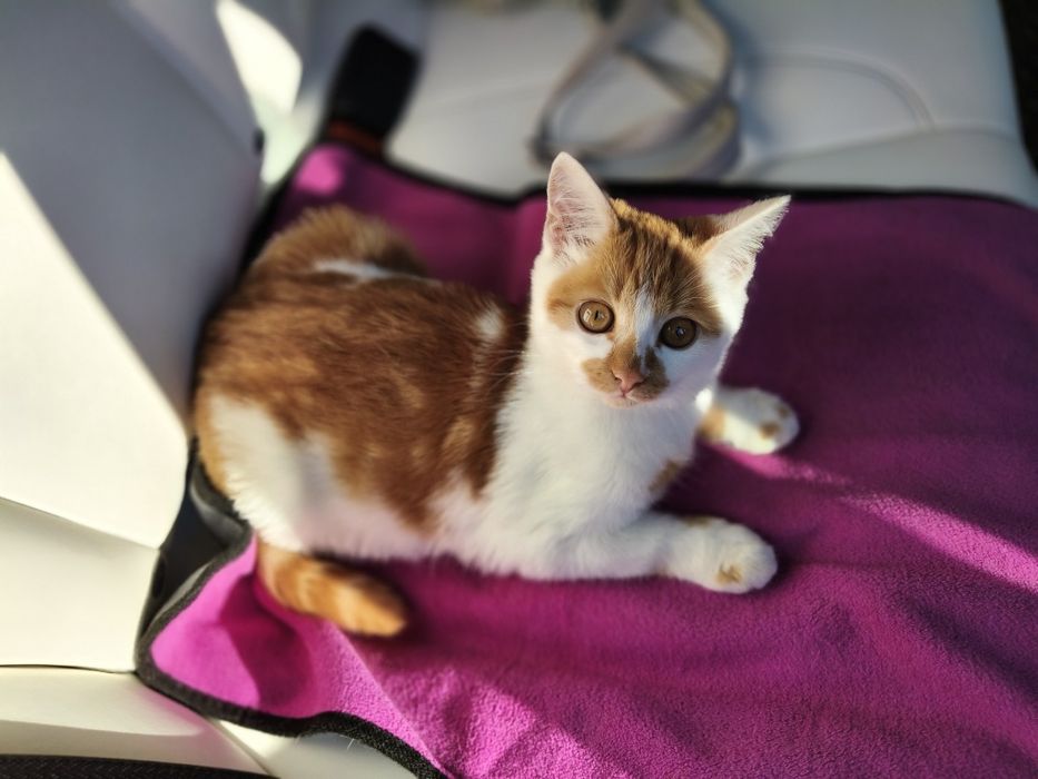 Котик, кошеня, хлопчик