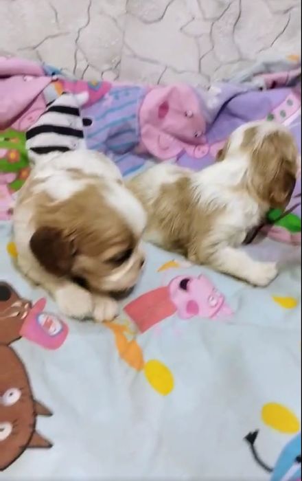 Бронь, кавалер кинг чарльз спаниель девочки и мальчики.