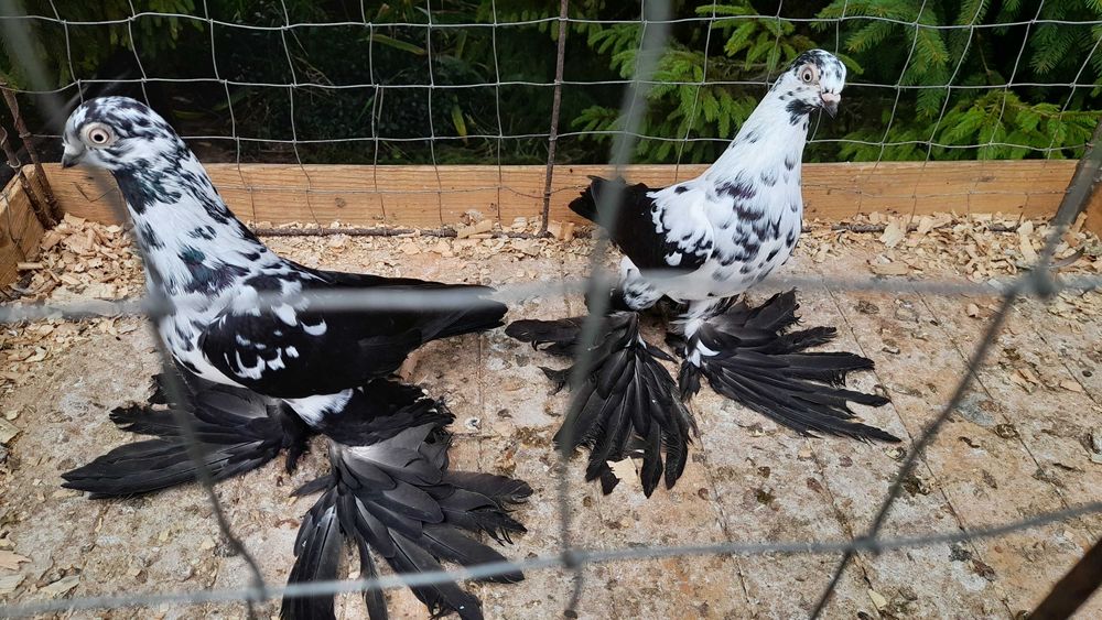 Widyny czarne - gołębie ozdobne