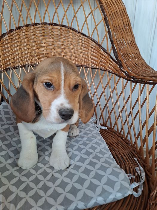 Beagle sunia z rodowodem.