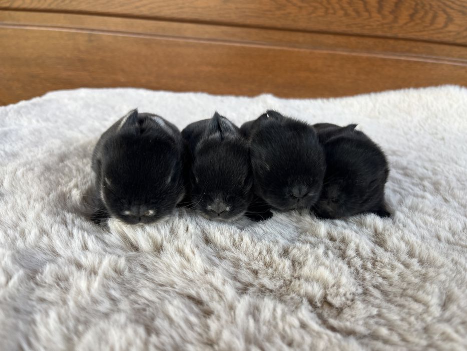 Karzełek Baranek/Mini Lop - Rodowód/Metryka Królik Króliki