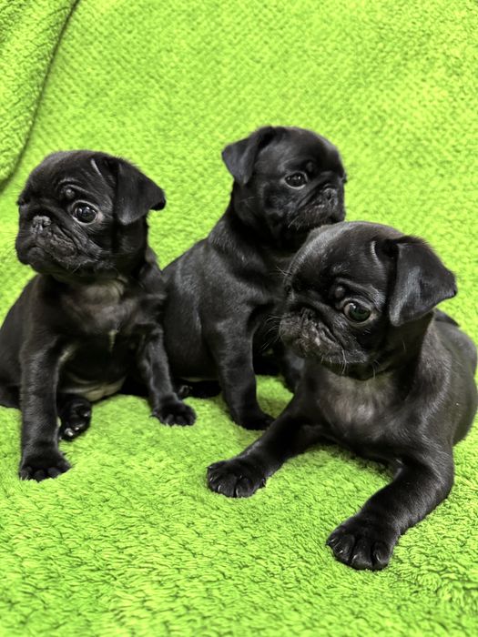 Мопси чорного окрасу