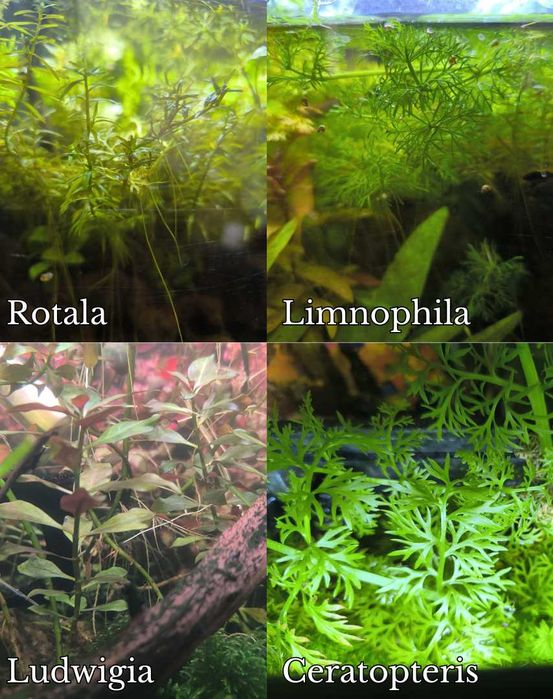 Pack de Plantas Naturais para Aquário