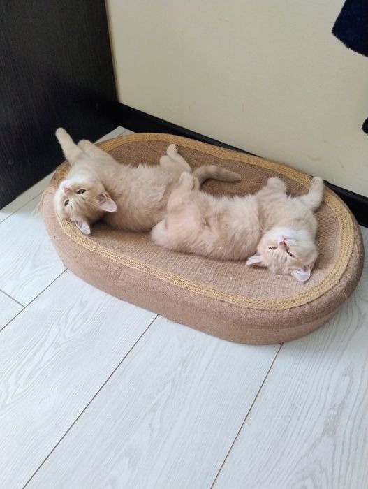 Шотландські кошенята