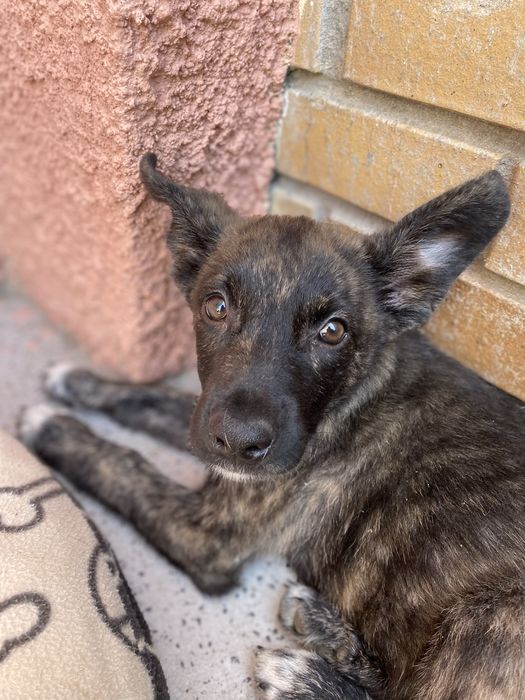 Cachorro bebé para adoção responsavel
