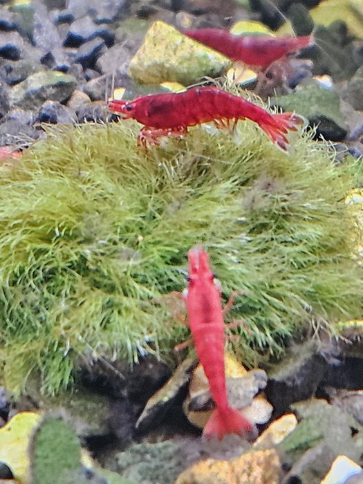 Креветка червона акваріумна