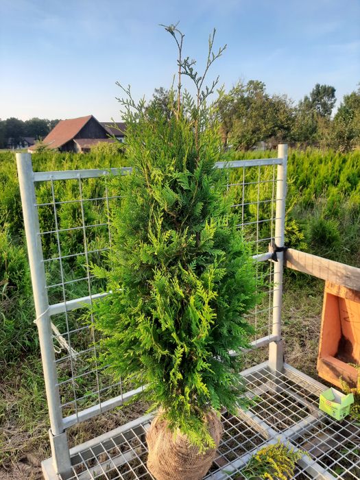 Tuja thuja brabant wys100cm-400cm formowana