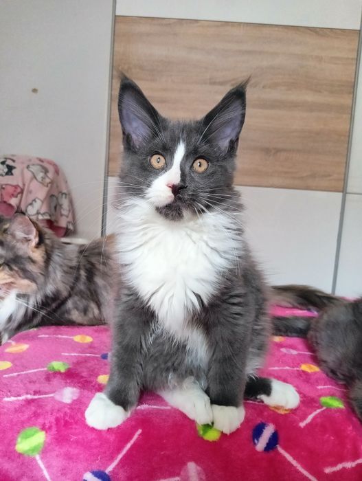 Maine coon niebieski solid z białym kotka do hodowli FPL bez obostrzeń