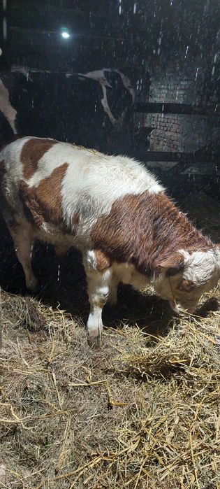 Byczek byk 3 miesiące simental