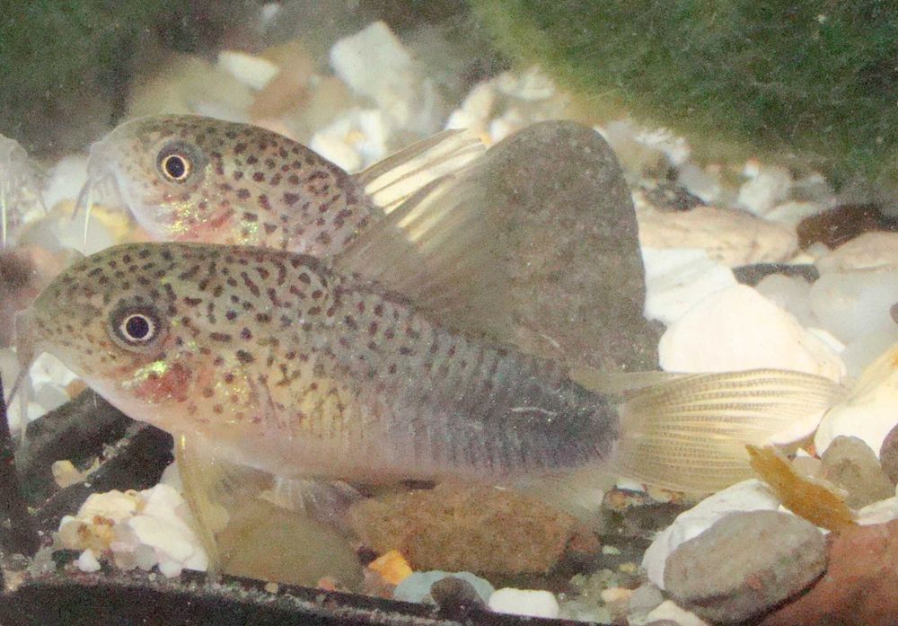 Kirys kirysek szmaragdowo-ogonowy corydoras similis