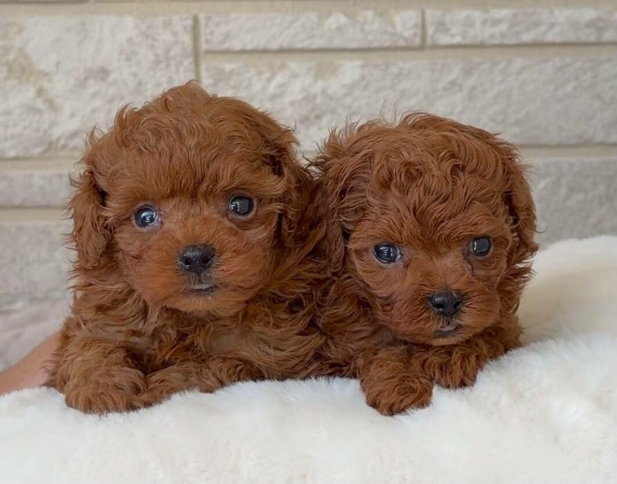 Мальтипу F1 мини и стандарт