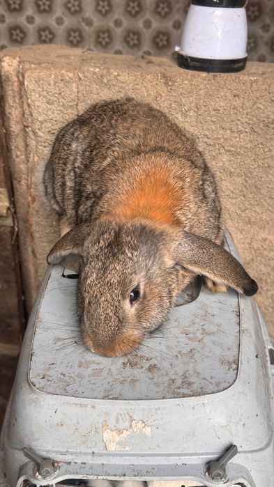 Coelhos cruzados com raça Lop Francesa