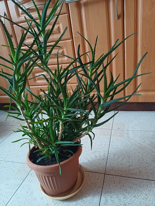 Aloes roślina doniczkowa