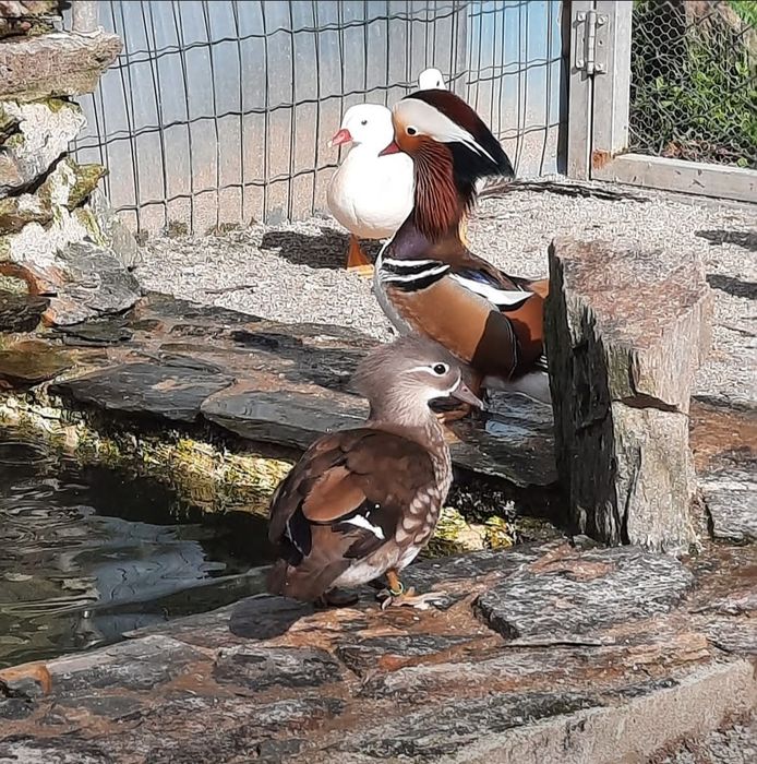 Patos mandarins 2026