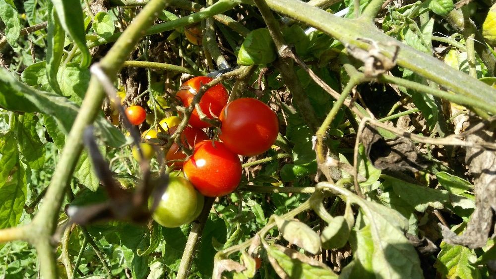 Fruta: marmelos, diospiros, peras, maçãs, pêra abacate, physalis, piri