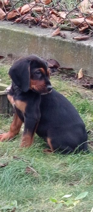 Gończy Polski szczeniak