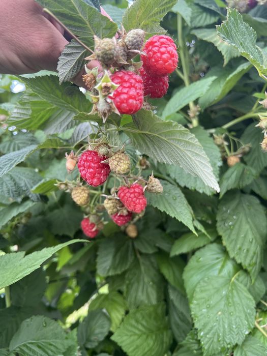 Маю саджанці літньої малини