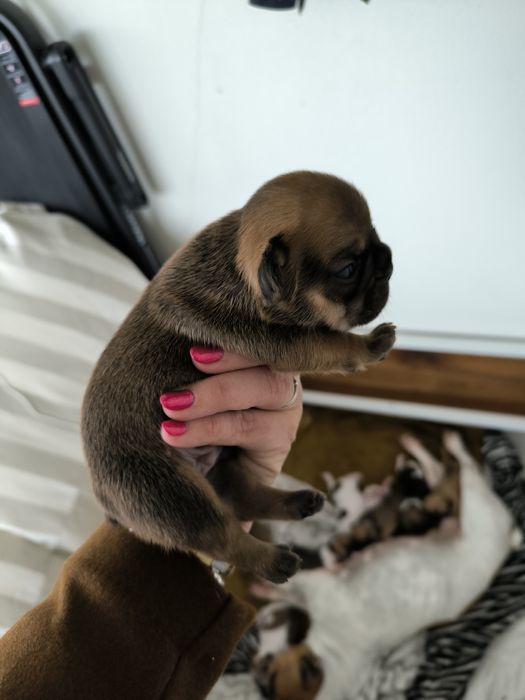 Buldogue Francês Lilac Tan - Macho