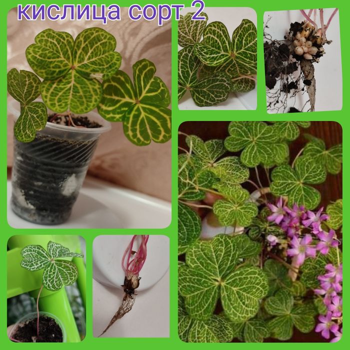Кислица более 10 сортов оксалис ( добре утро, цветок счастья, клевер)