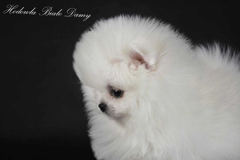 Szpic miniaturowy Pomeranian Boo Szpice Śląskie Rodowód Samiec Hary
