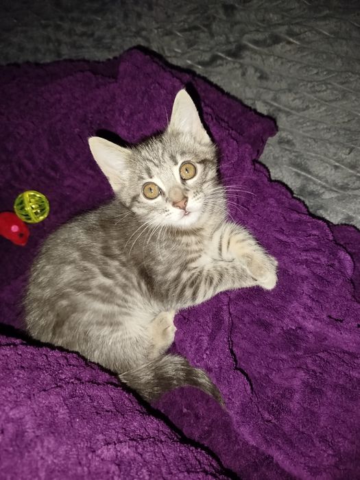 Котик чекає на свою родину..