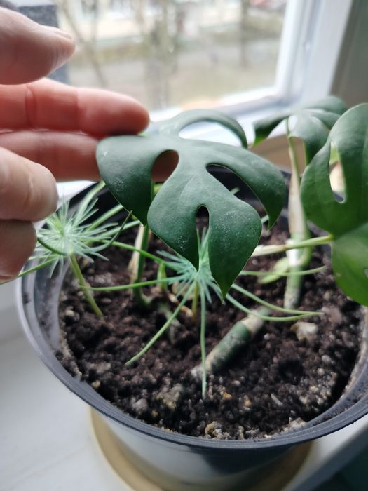 Monstera minima ukorzeniona