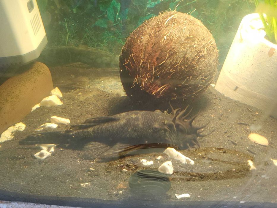 Glonojad  zbrojnik niebieski