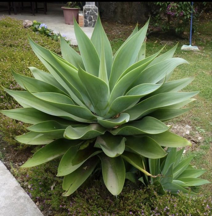 Serviços de jardnagem e entre outros