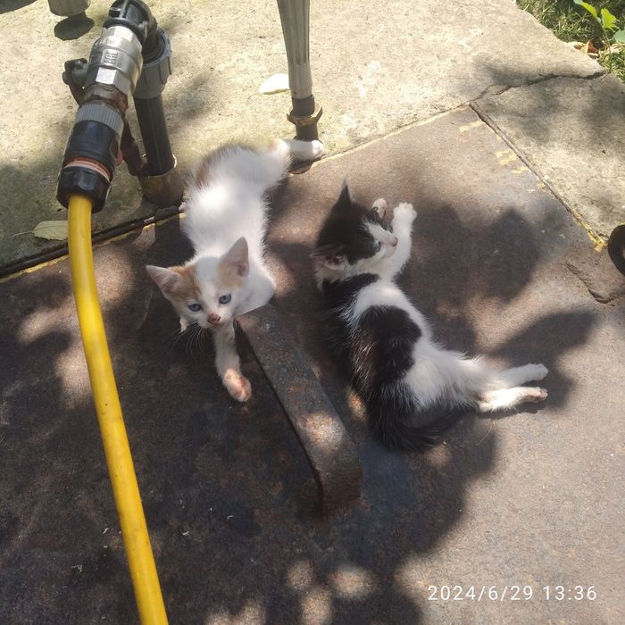 Отдам даром котят красивые