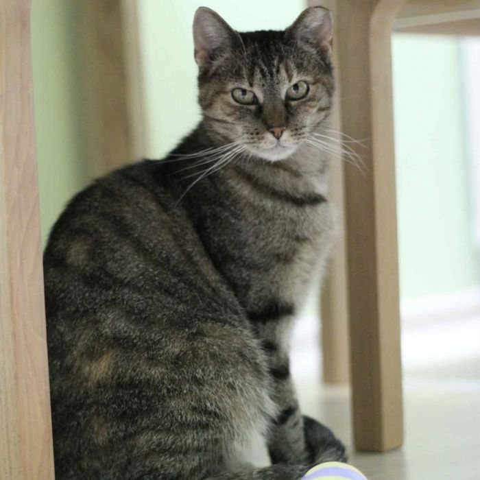 Buba bura kotka do adopcji