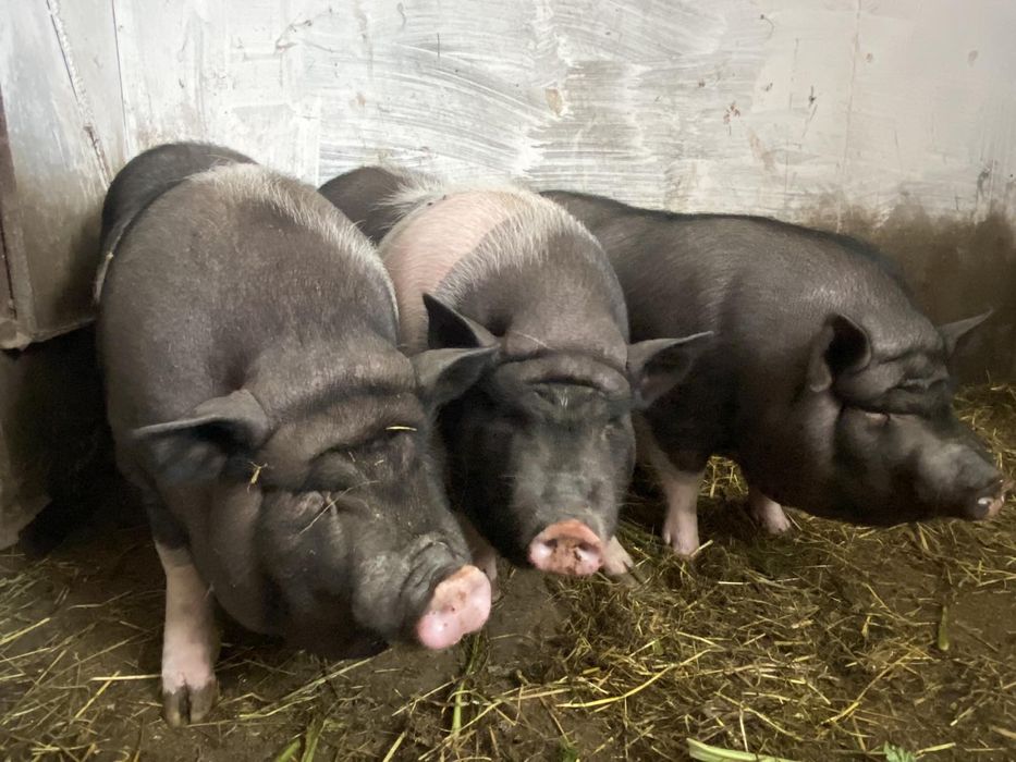 В'єтнамські  свині. Ціна договірна.
