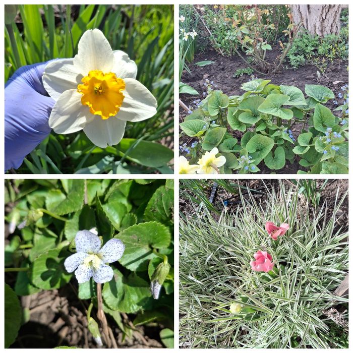 Садовые цветы, свои