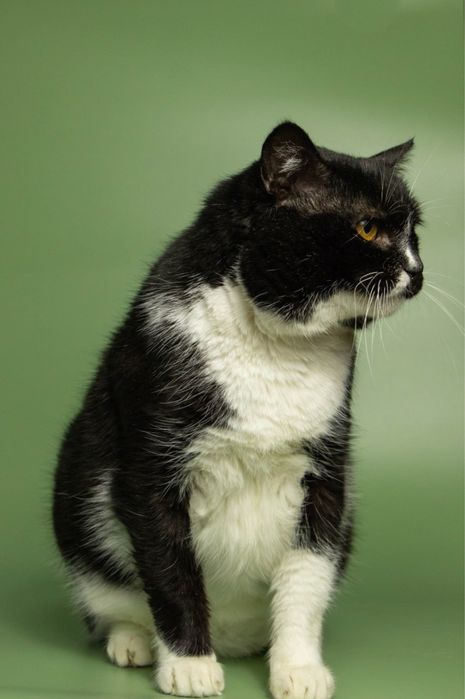 Особливий котик з цукровим діабетом, кіт, кот, котики, котик