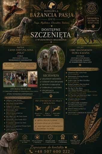 Wyżeł weimarski krótkowłosy