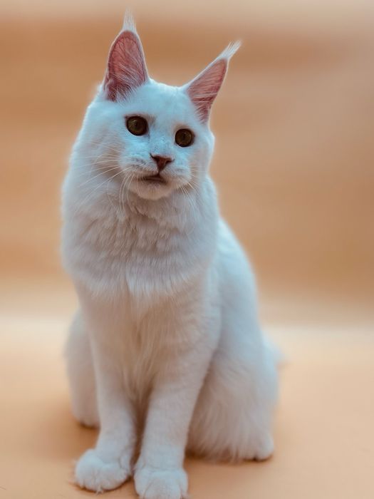 Мейн кун девочка с документами