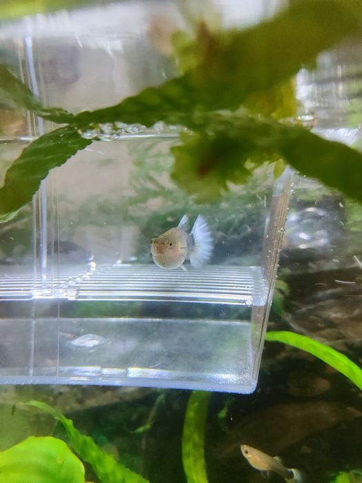 Пара дорослих гуппі.