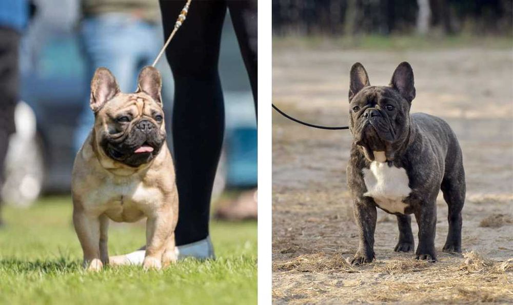 buldog francuski FCI szczenię piesek