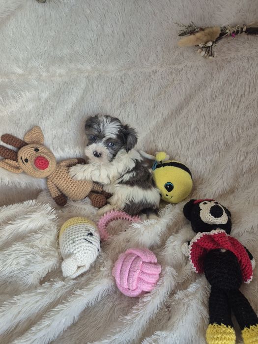 Biewer Terrier Macho  Lilac Pied Criadora Registada PT3088FL