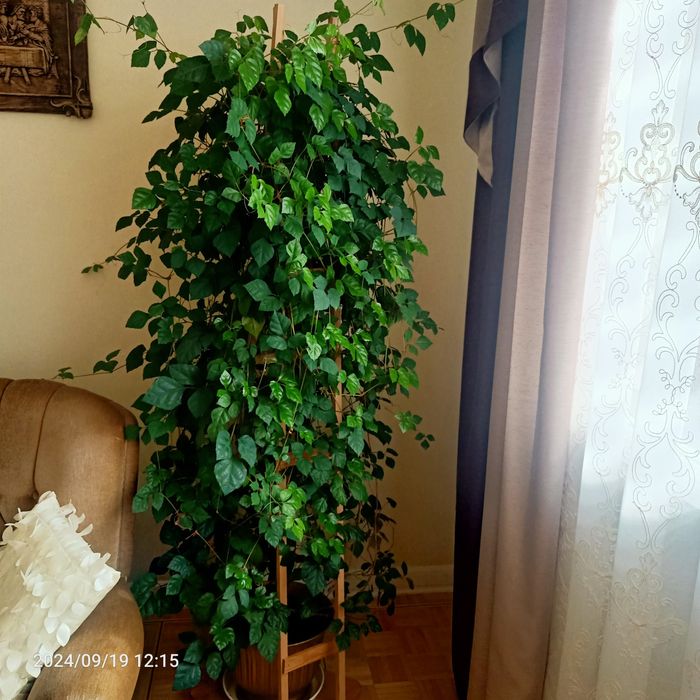 Bluszcz domowy 250zł