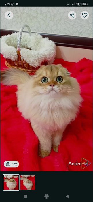 Кот на вязку. Шотландский вислоухий котик золотая шиншилла