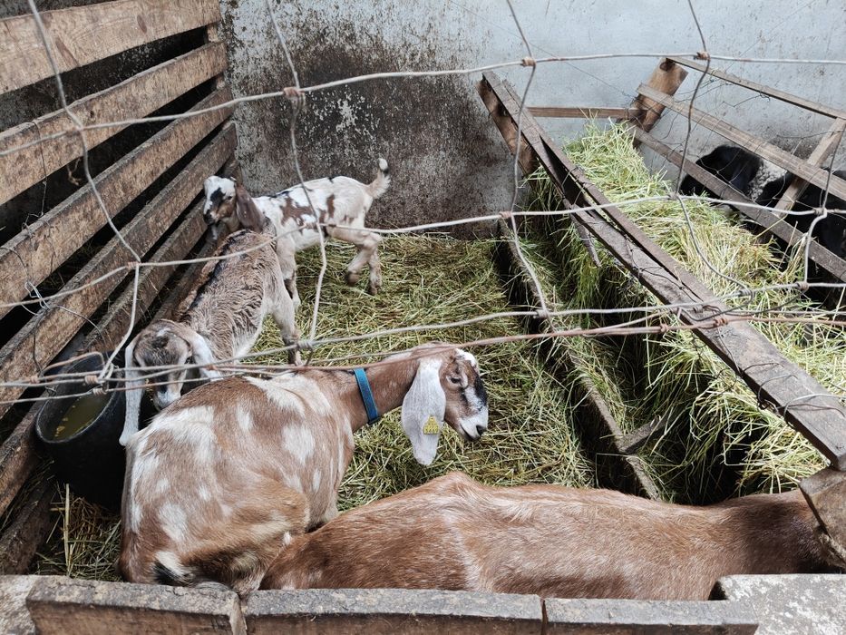 Rebanho Anglo Nubliano